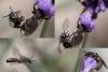 Lasioglossum sp.